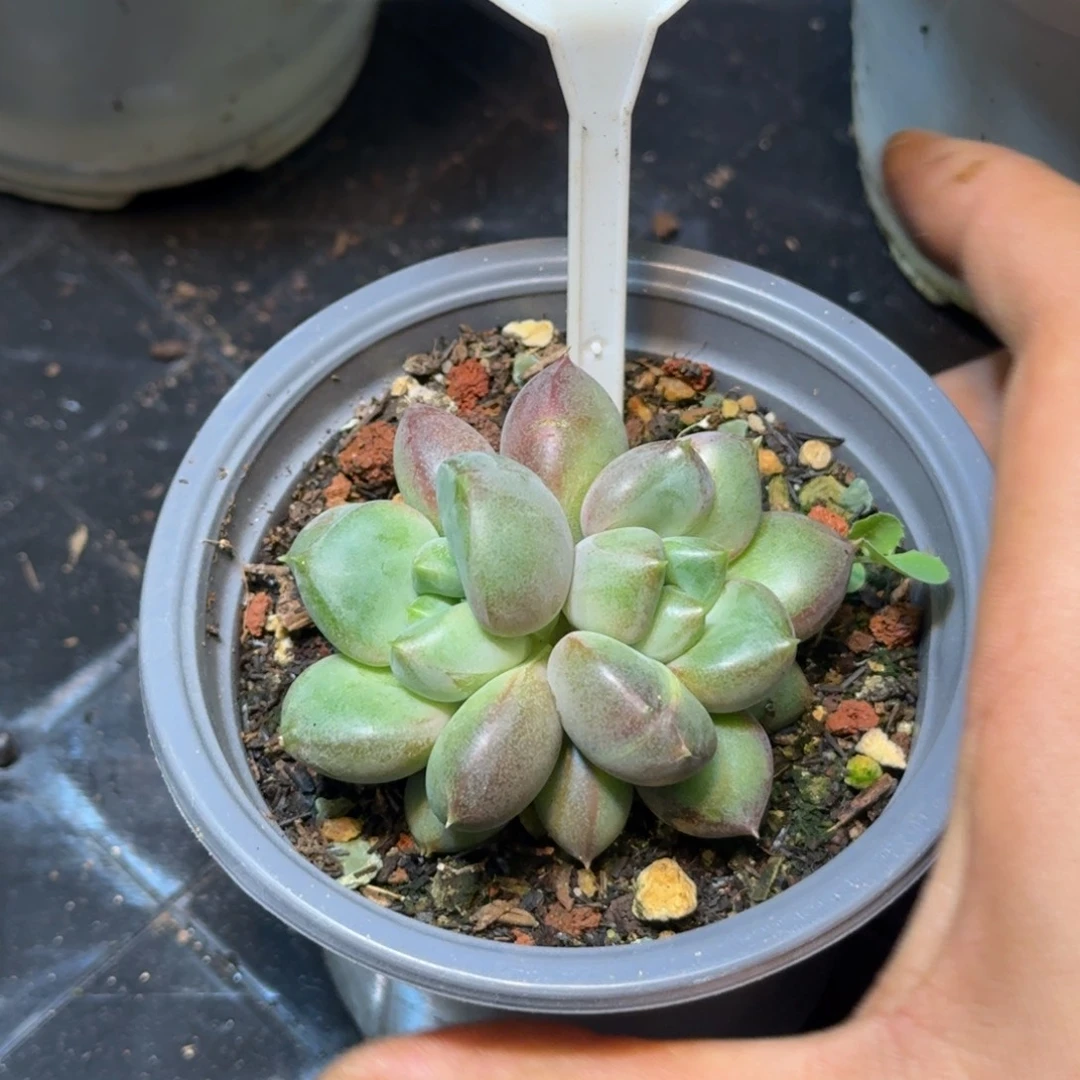 多肉植物象牙群681