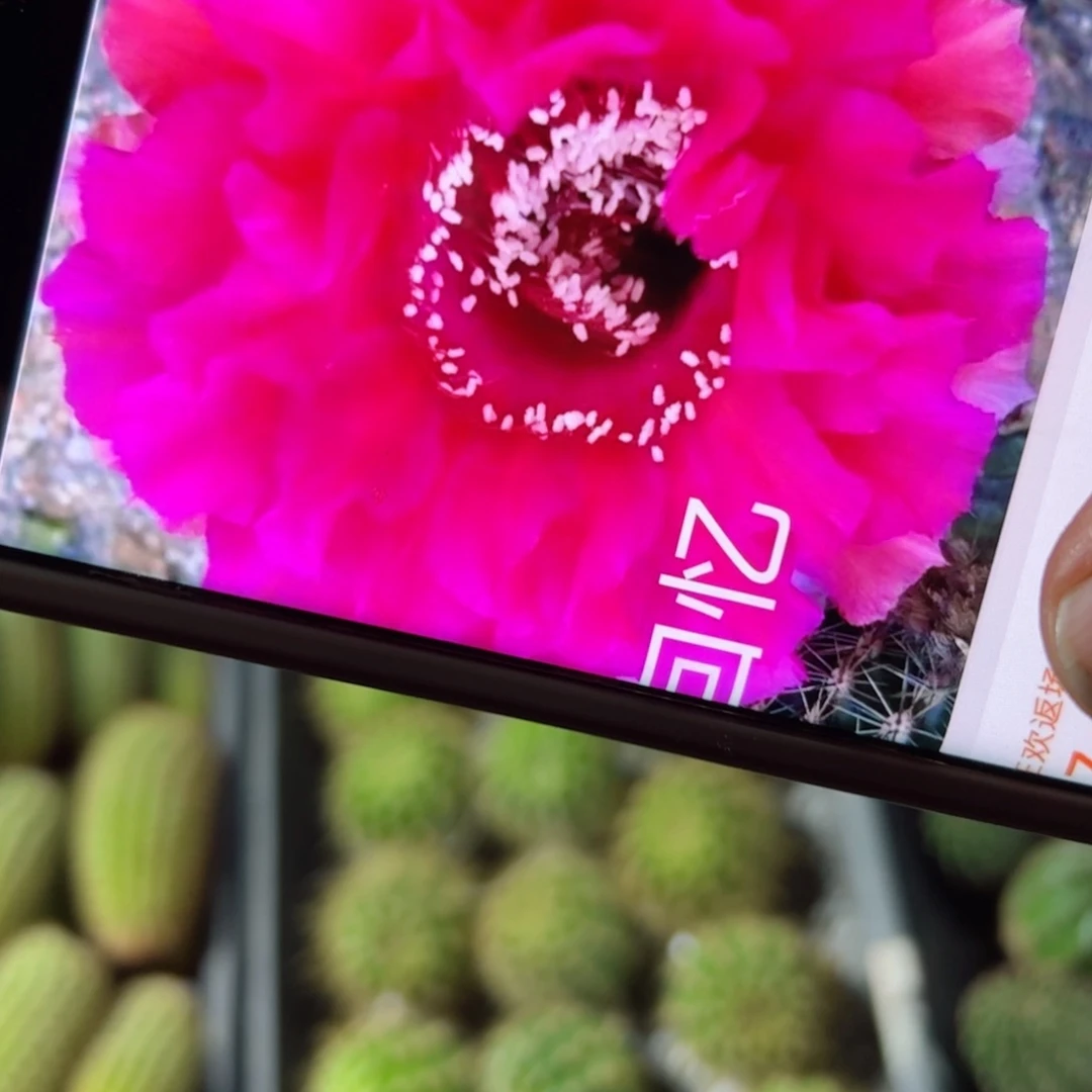 下6彩草回忆歪侧芽4公分左右20包邮