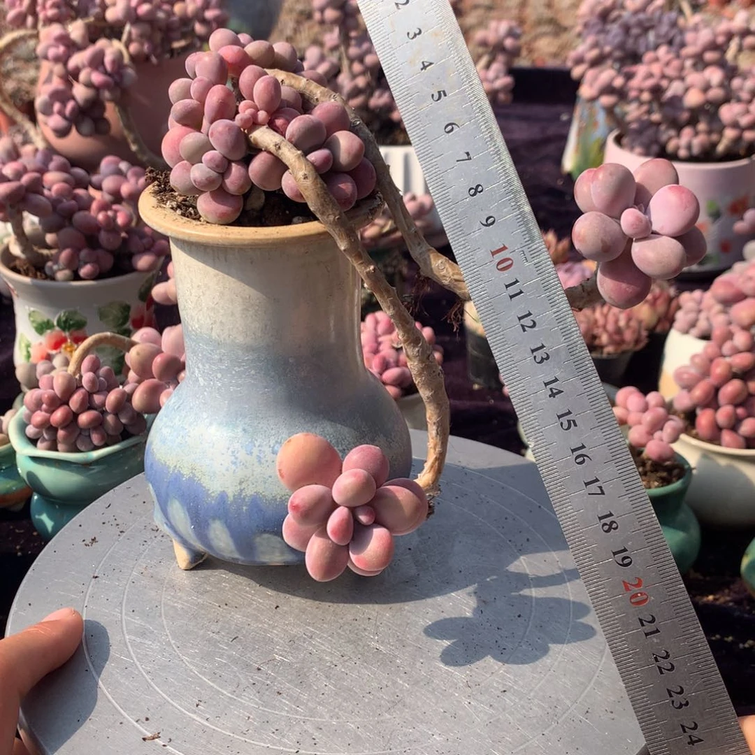 35号不带盆偏远的不包邮的