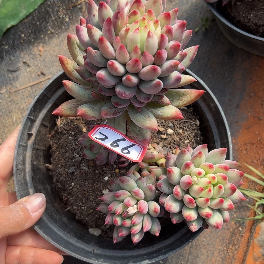 266号虞美人，一物一拍