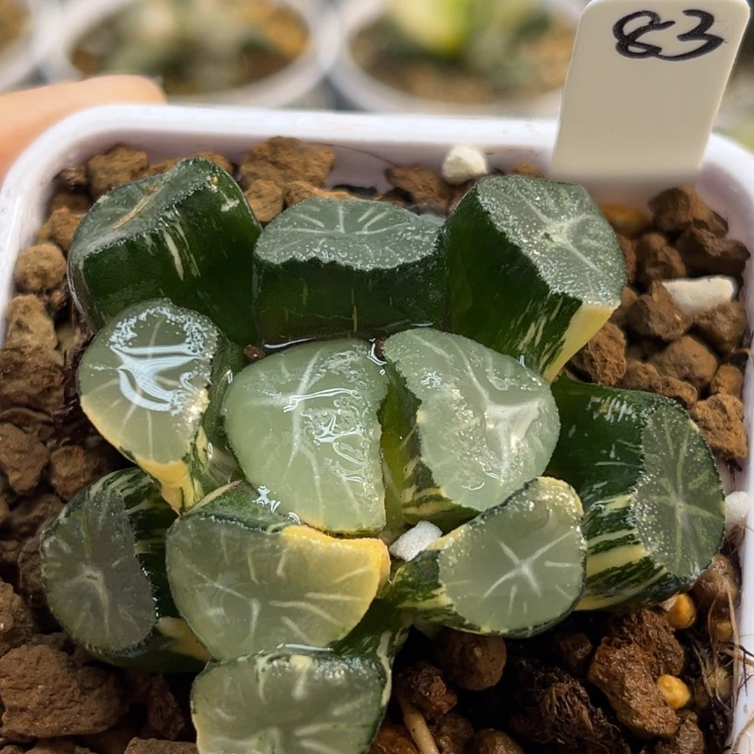 83玉龙万象锦福利专场