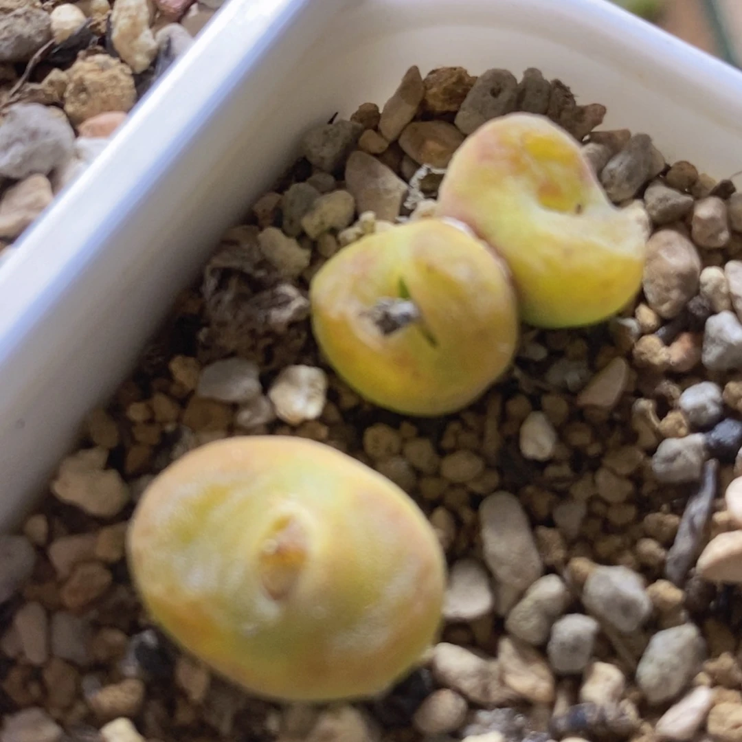 李**球加水晶2-1358好看好看