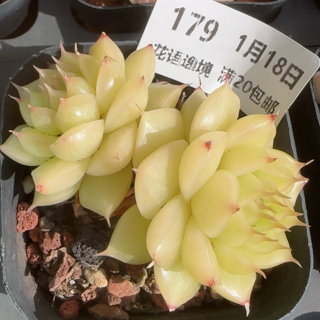 花语逸镜0118-179