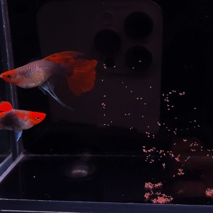 孔雀鱼深海蓝贵族大C1对