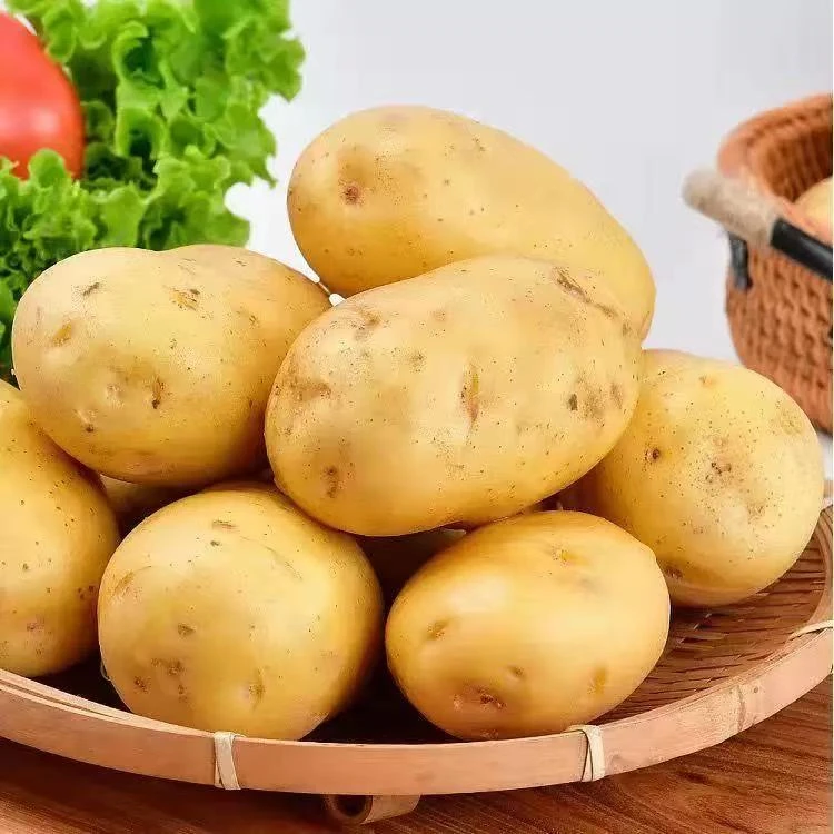 东北当季土豆马铃薯新鲜当季