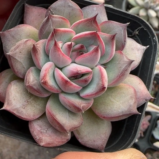 276篝火多肉植物多