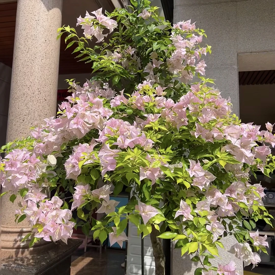 粉天使三角梅盆栽庭院阳台爆花强花卉新手易养护