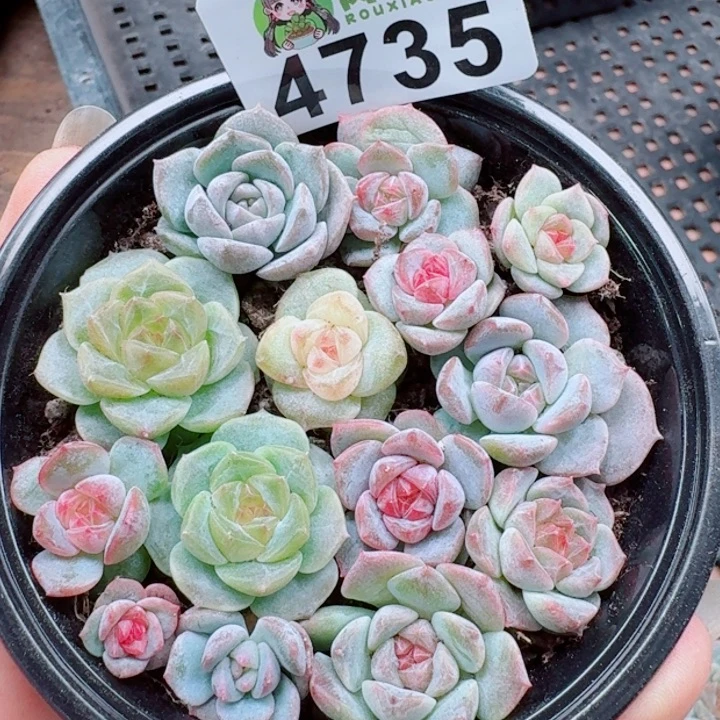 多肉植物多肉植物
