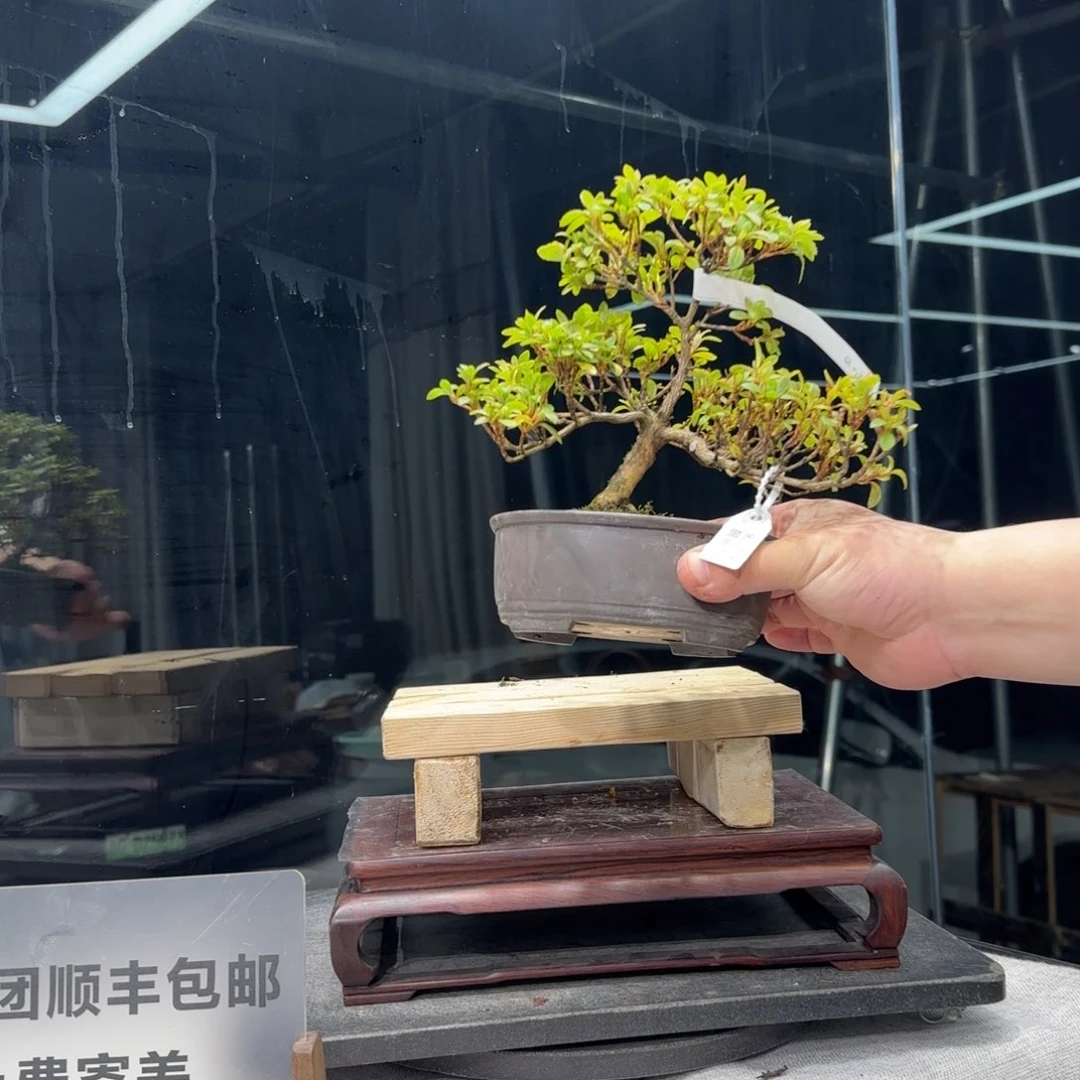 冻****油花卉苗木花卉苗木