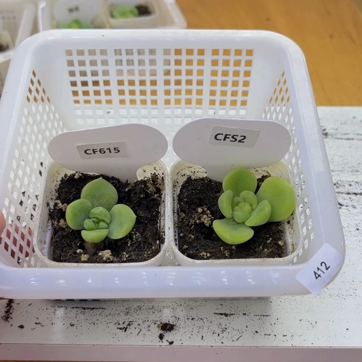 412 多肉植物多肉植物