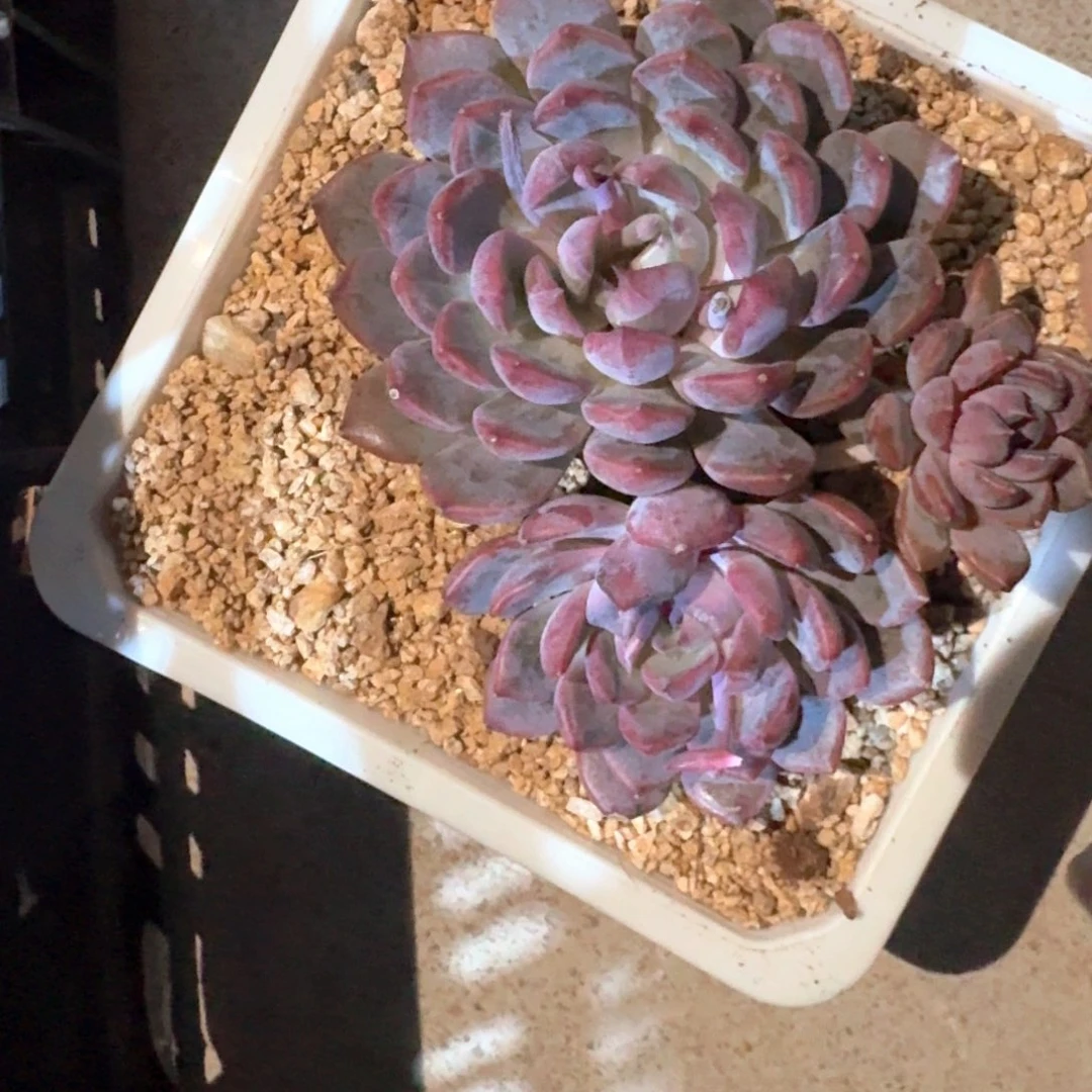 专拍链接多肉精品哥哥曼巴