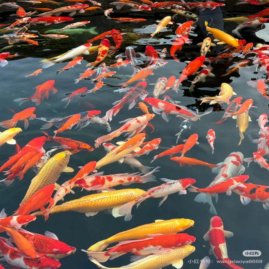 （包邮）锦鲤观赏鱼、直播链接已直播间为准！！