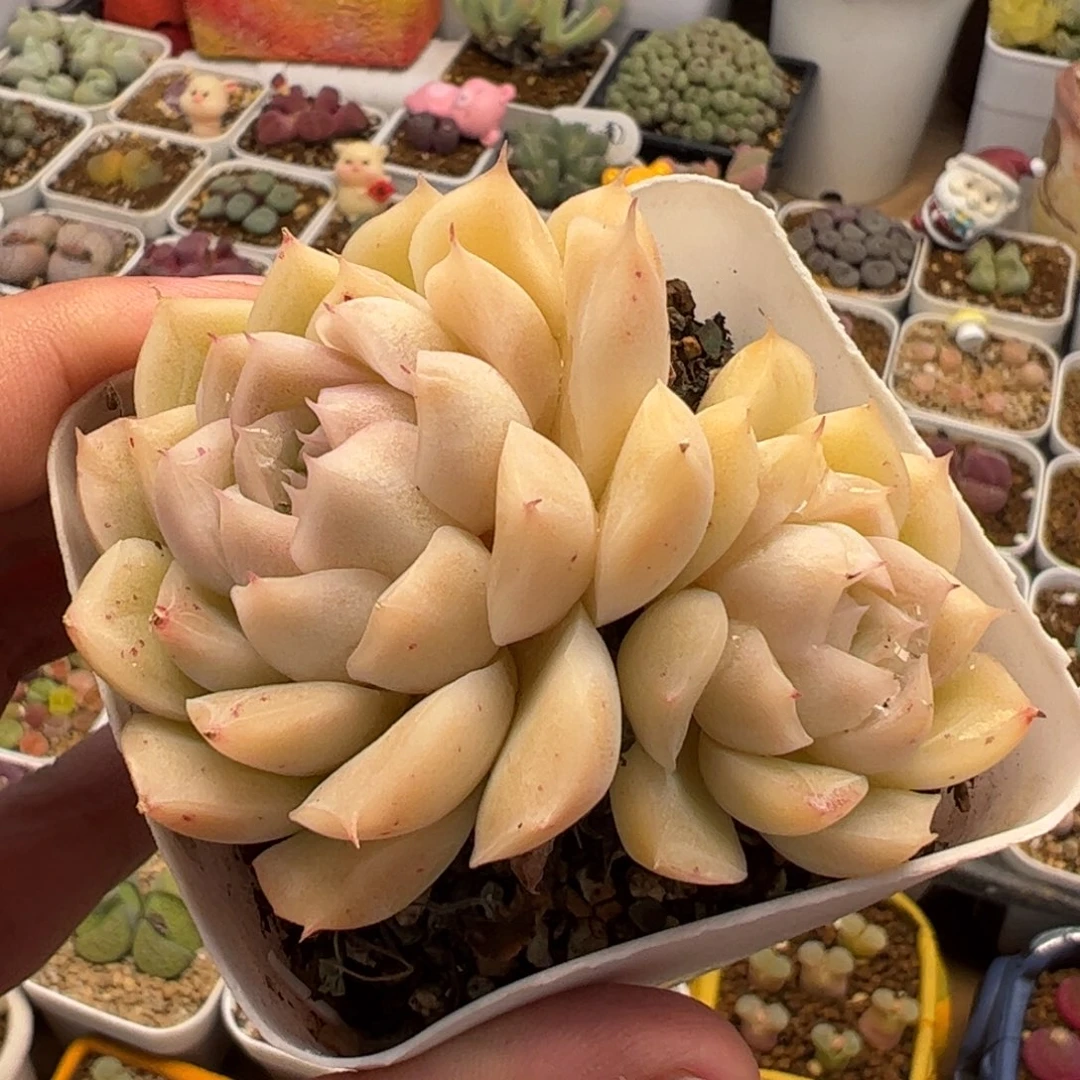 551多肉植物组合