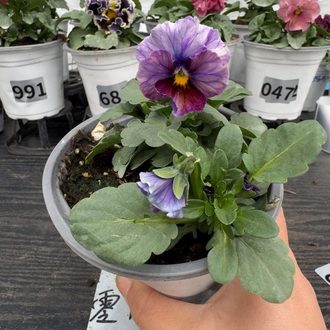 全部花朵724号江源