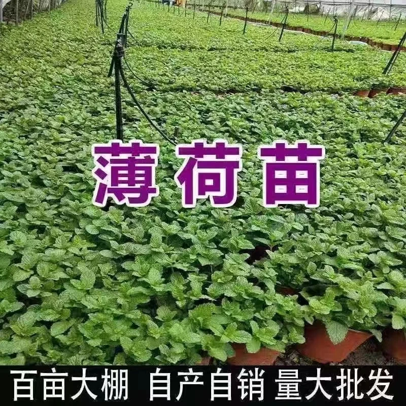 薄荷盆栽留兰香可食用批发四季常青好养易活可水培苗客厅桌面植物