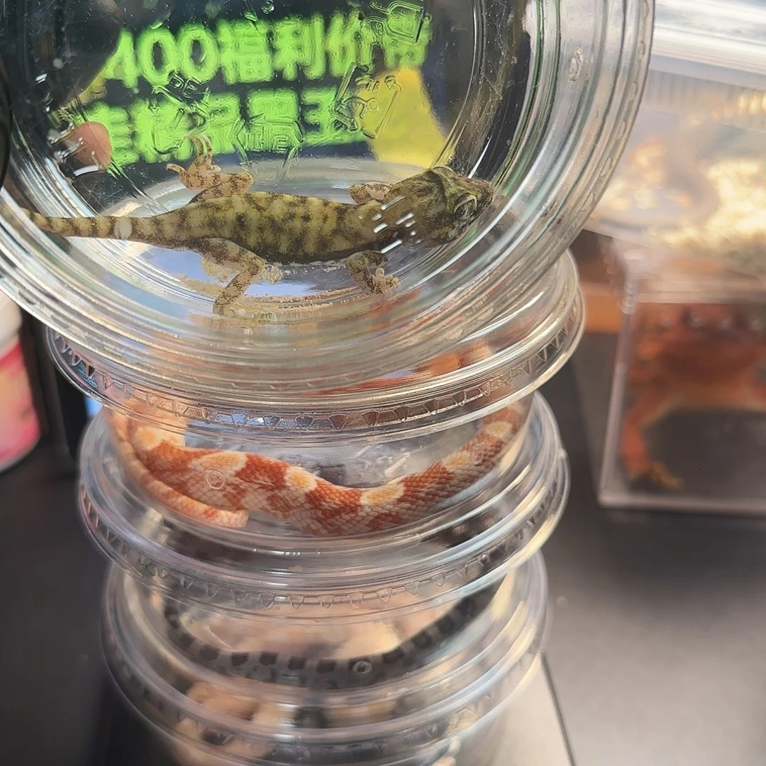 肥尾守宫00000000006