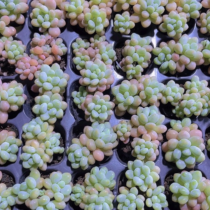 精品鱼子酱多肉植物