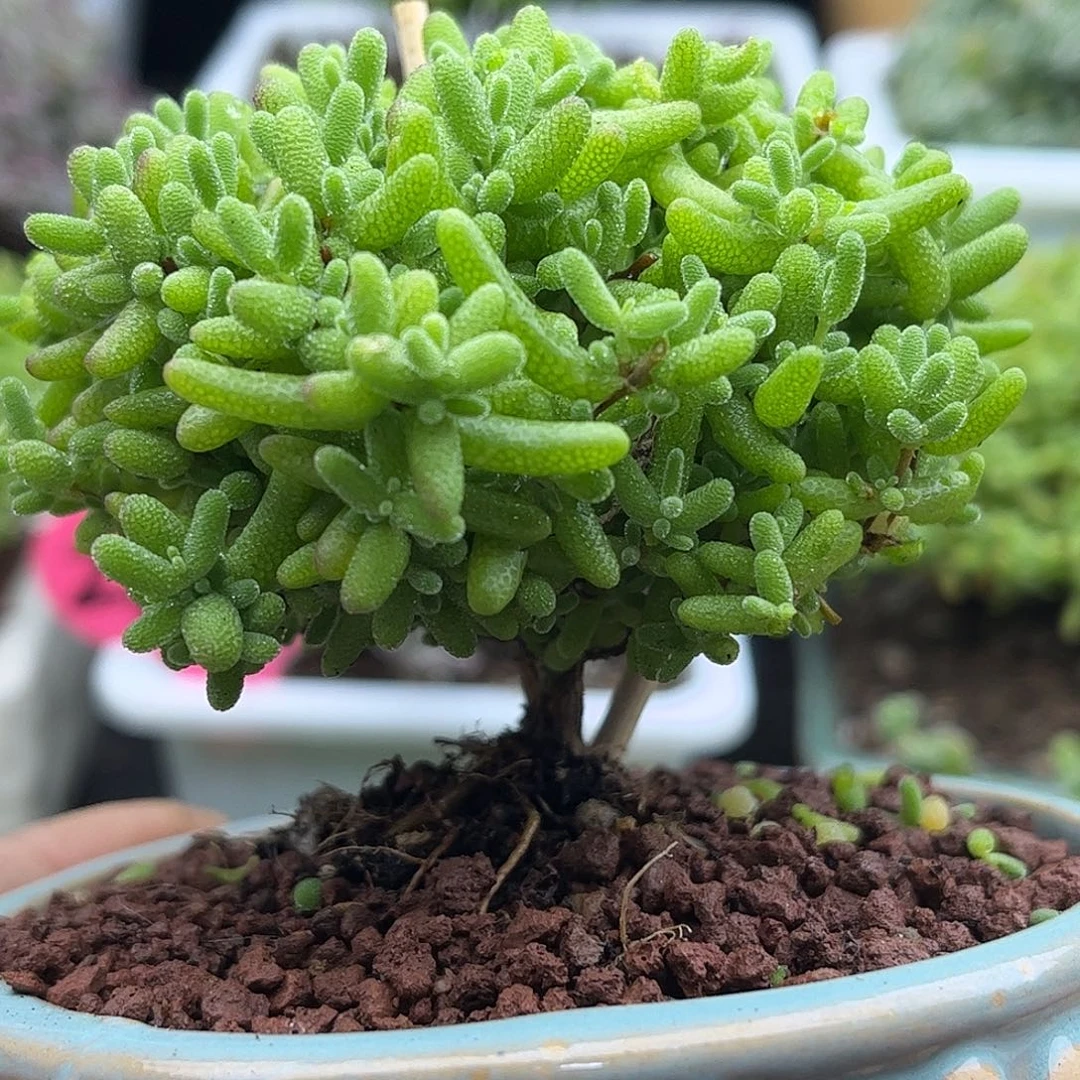 58蜜桔带盆优选枝干