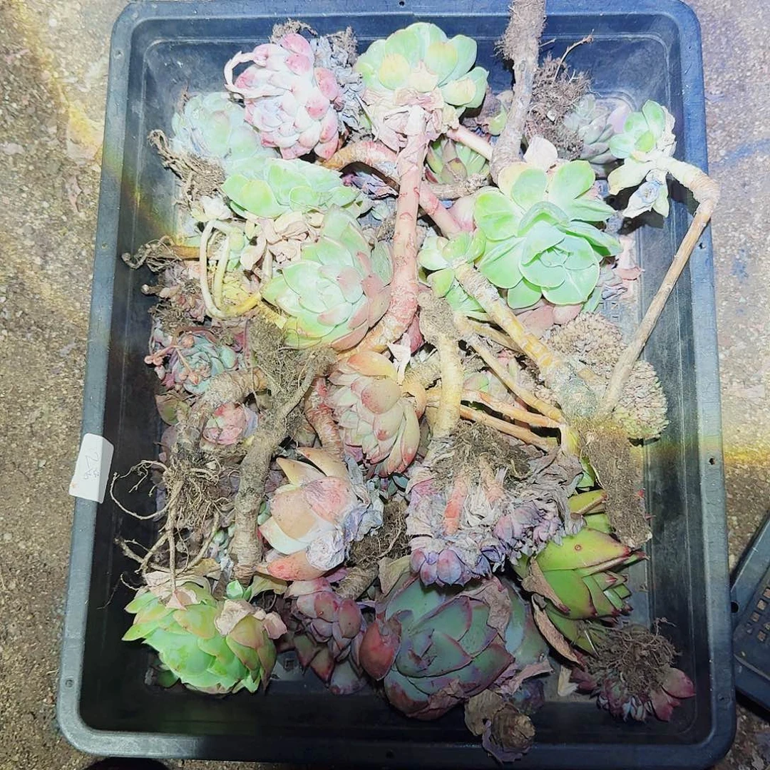 幸**棚满20包邮零下拍保温箱12号无售后