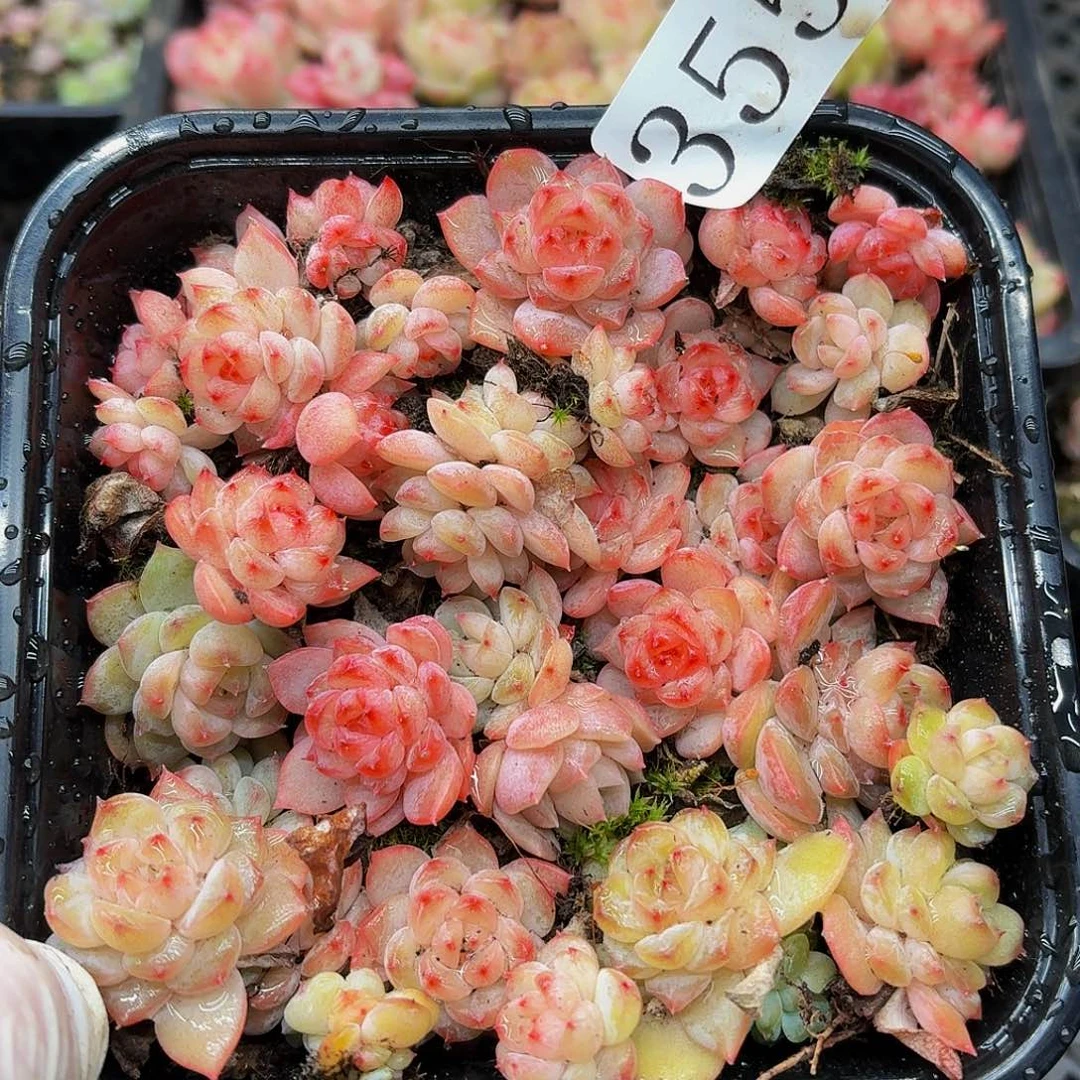 多肉植物多肉植物355