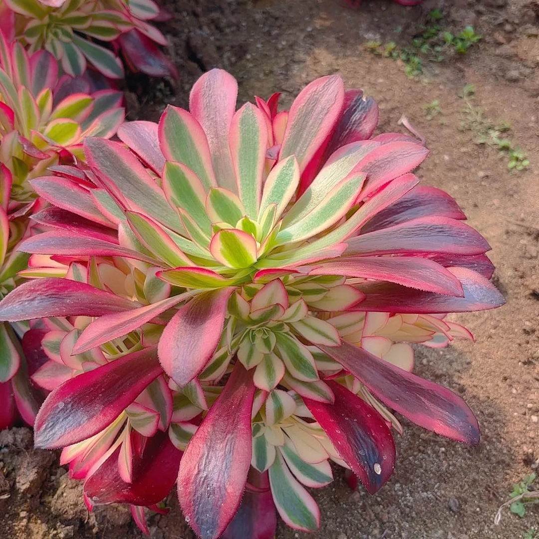 美杜莎手捧多肉植物