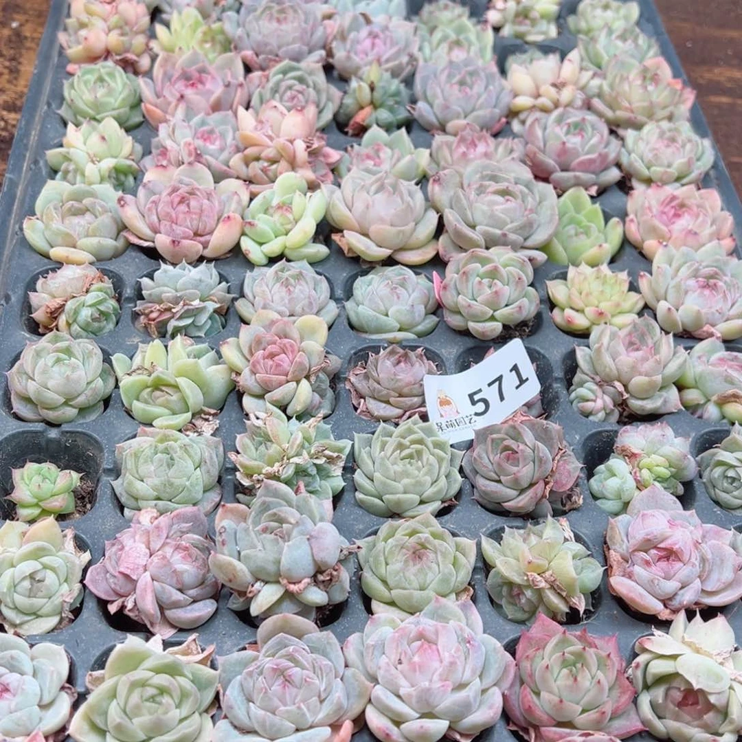 L**n多肉植物多肉植物