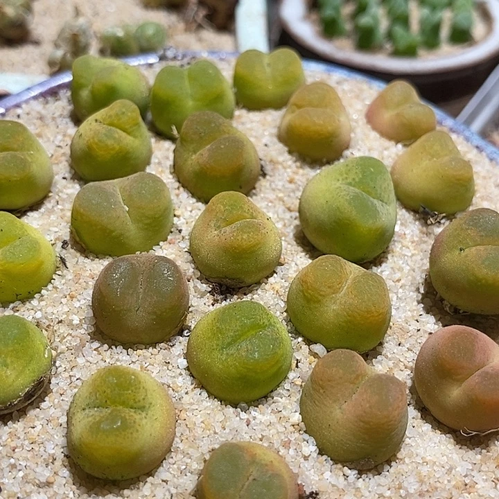 拉登杂一组两颗