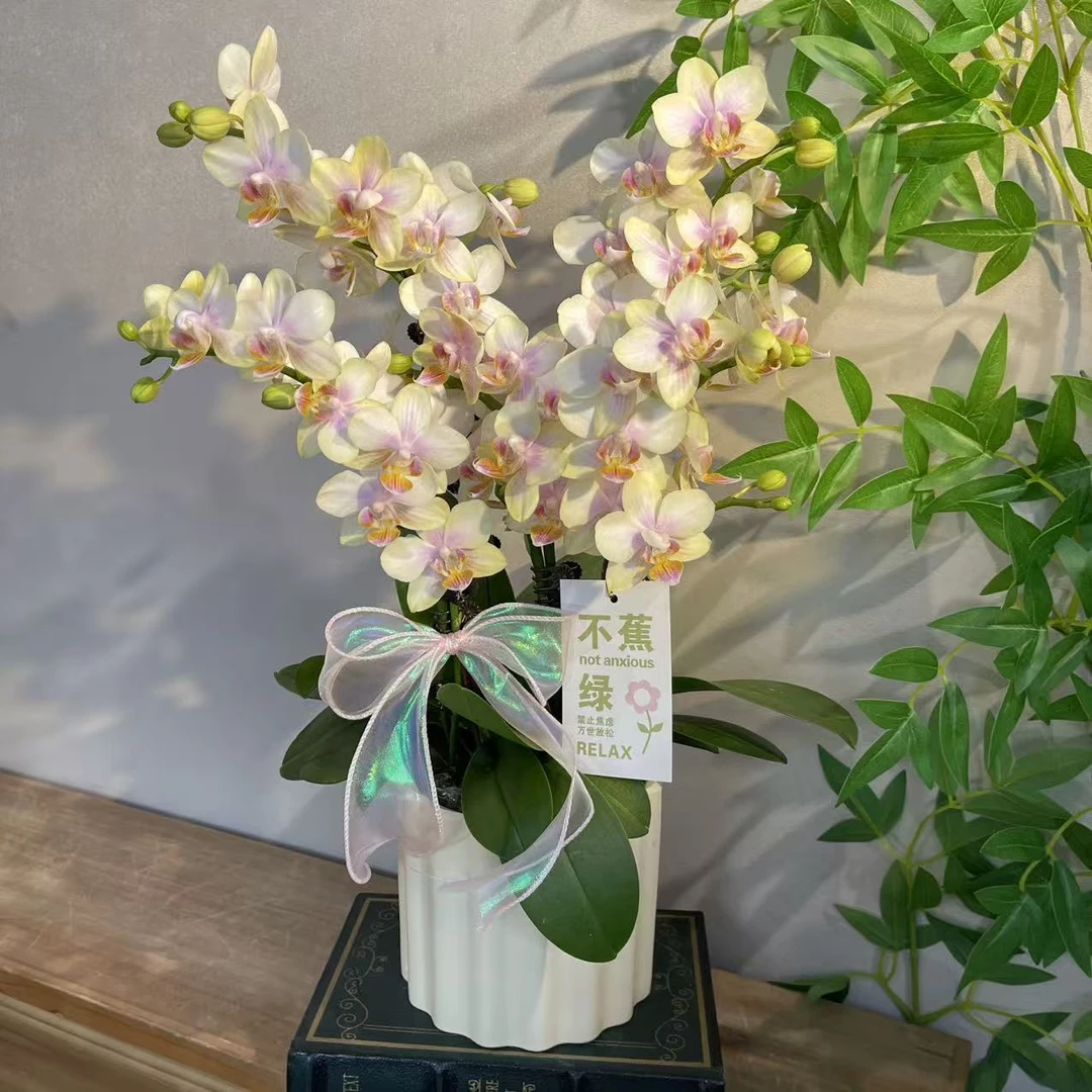 蝴蝶兰《祥云》稀有小众花色 不撞款 苗情优质叶片碧绿 基地直发