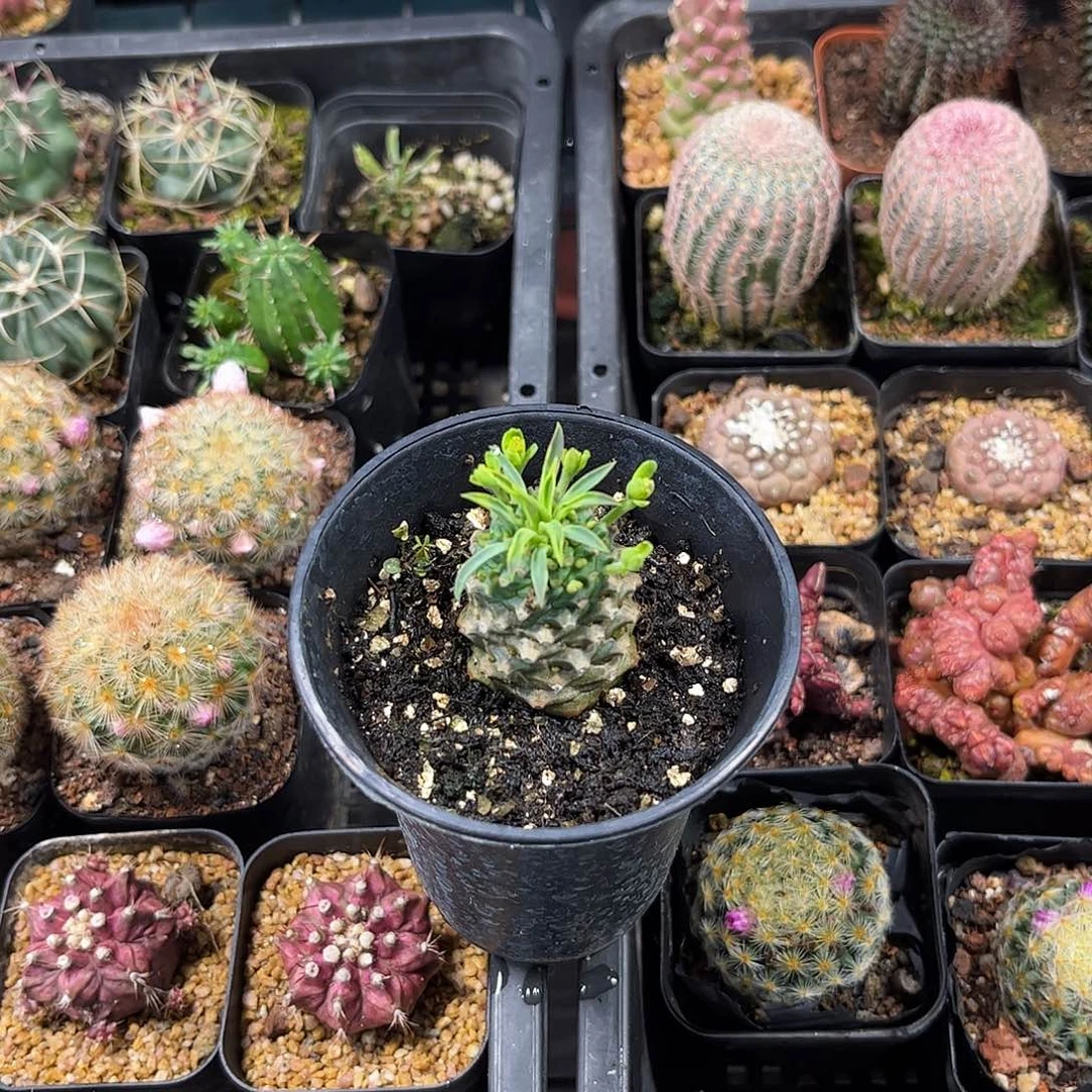 正版铁甲麒麟有根发货有根