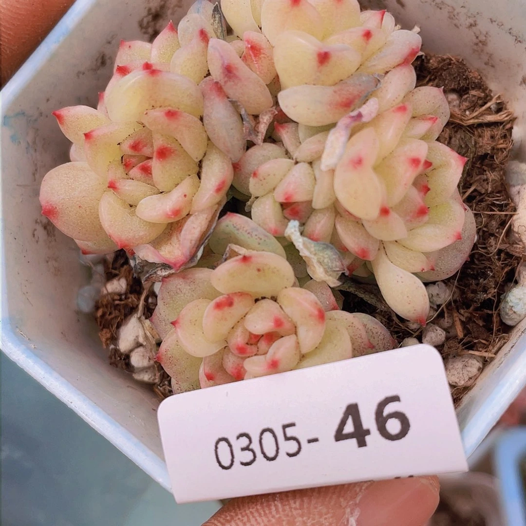 00000000000046量拍
