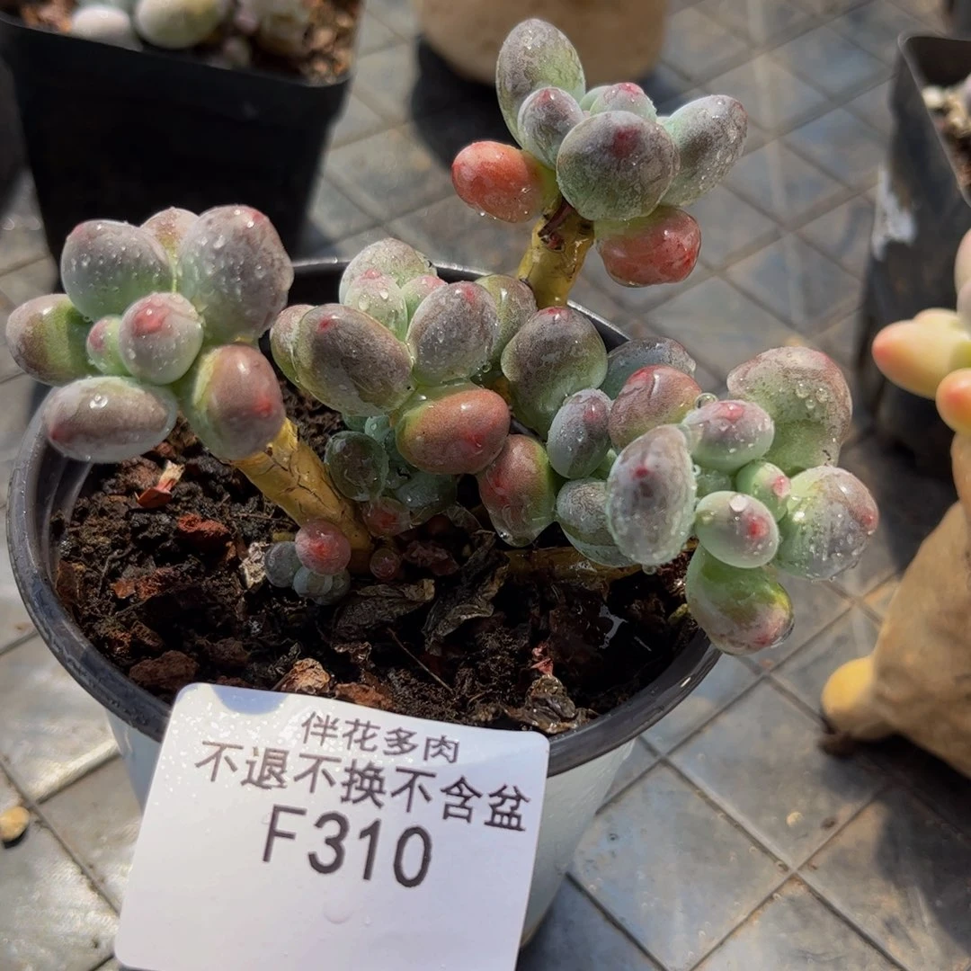 310-一代苹果奶多肉7cm