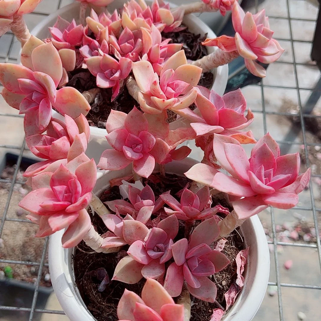 中国初恋多头造型精品特价二盆