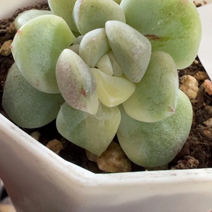 冰玉锦多肉植物2458