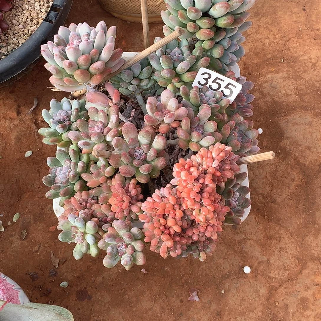 355 一物一拍多肉