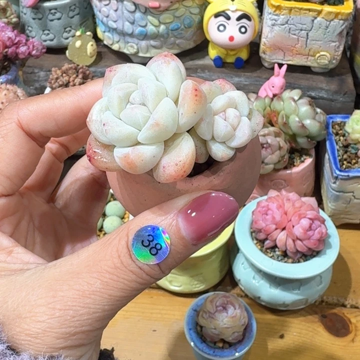 38多肉含盆土 30 元包邮 除偏远地区