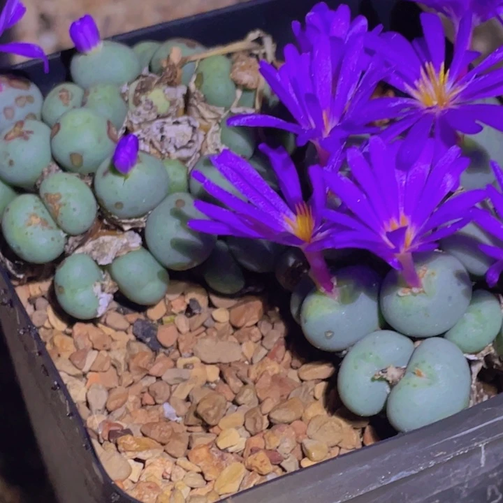 45588888888888888888