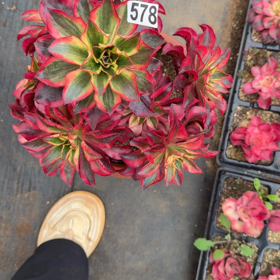 柠***瑰578多肉植物魅影多肉有干枝