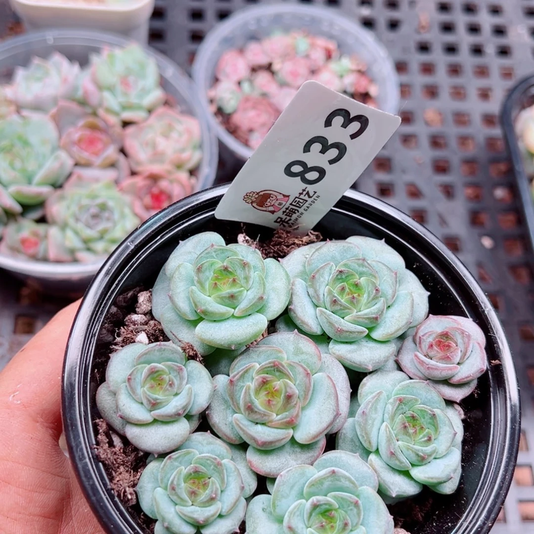 多肉植物多肉植物