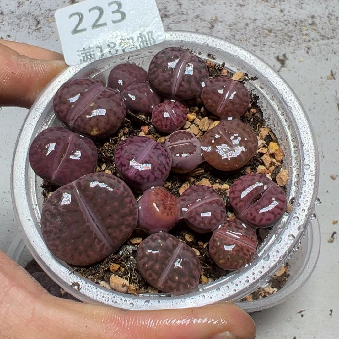 【闪购商品】 223。