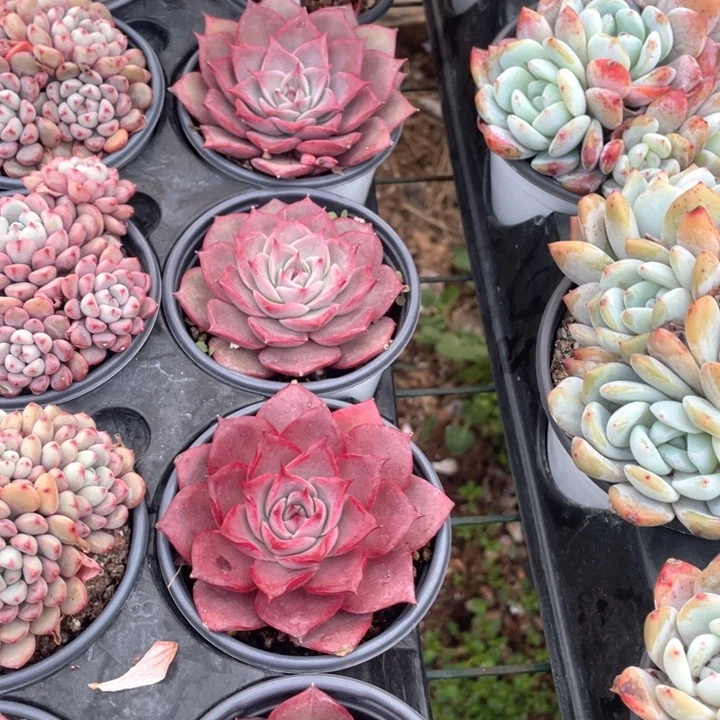 红饺子皮12.8一盆88888888