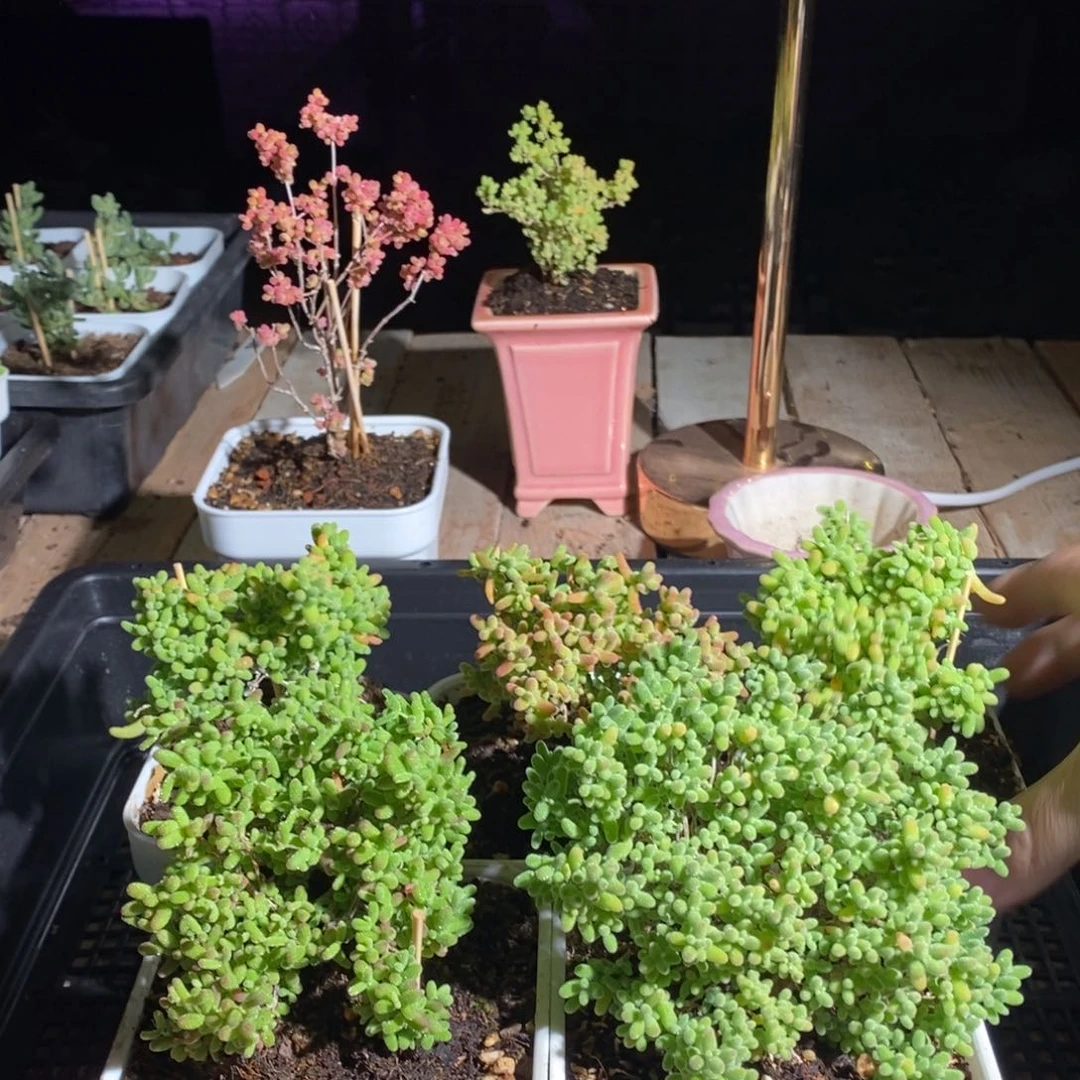 枝干番杏多肉植物799