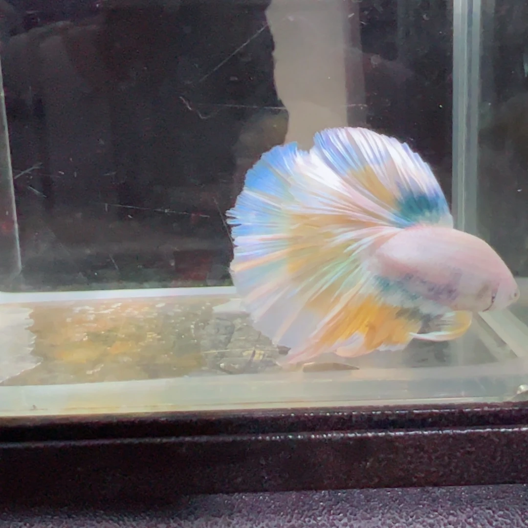 斗鱼浅色特殊尾hhhh