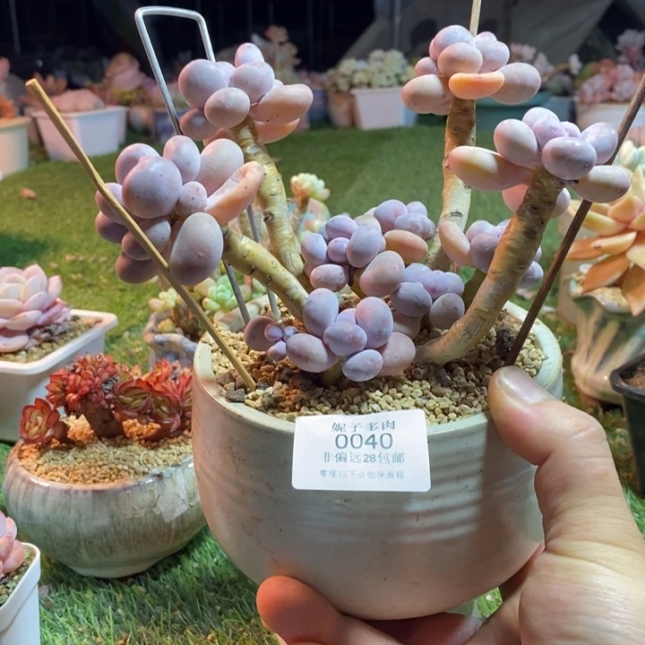 0040啊啊啊啊啊啊啊啊啊啊啊啊