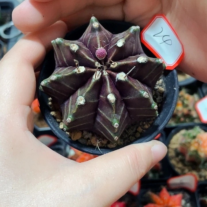 瑕疵非偏远地区满25包邮仙人球裸根