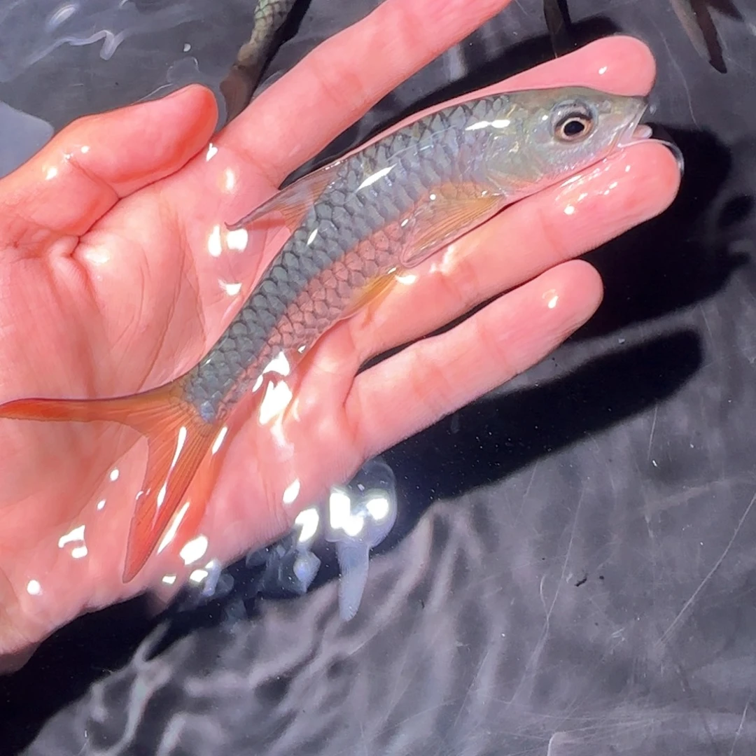 吉罗鱼尼泊尔皇室金金吉罗