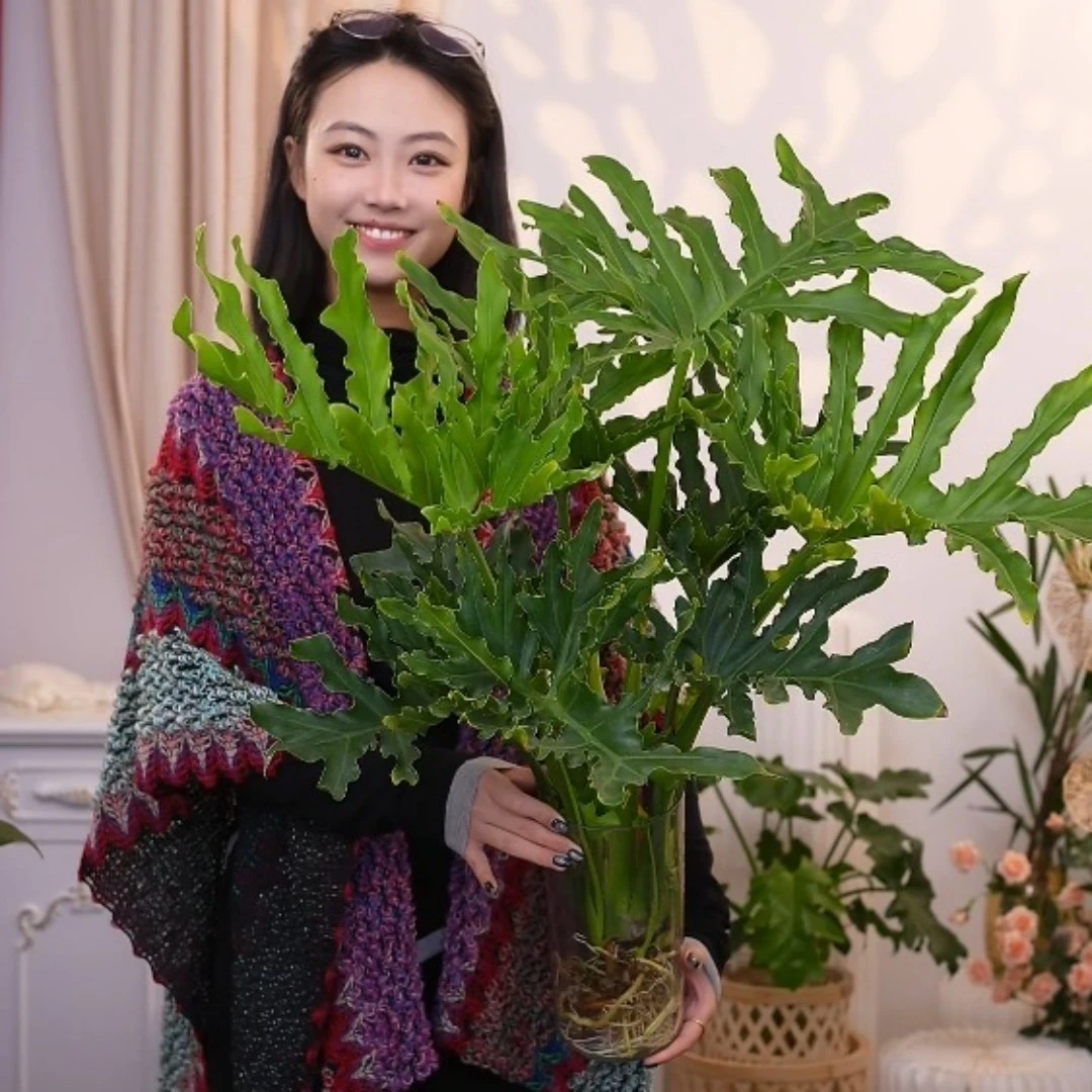 水培植物春羽【一株50CM-60CM】吸甲醛室内客厅花卉盆栽四季好养