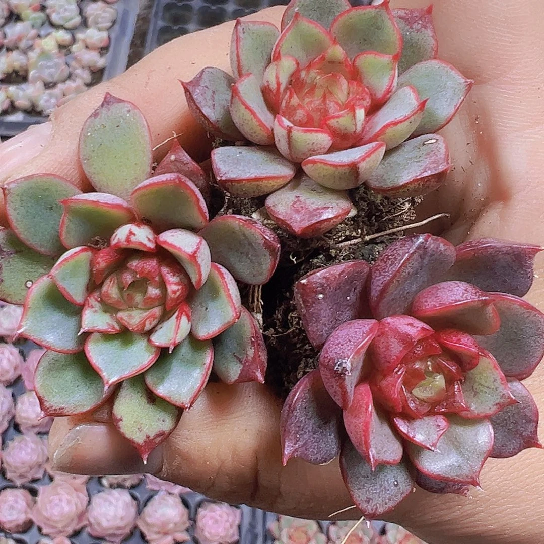 向日葵5个19包邮多肉