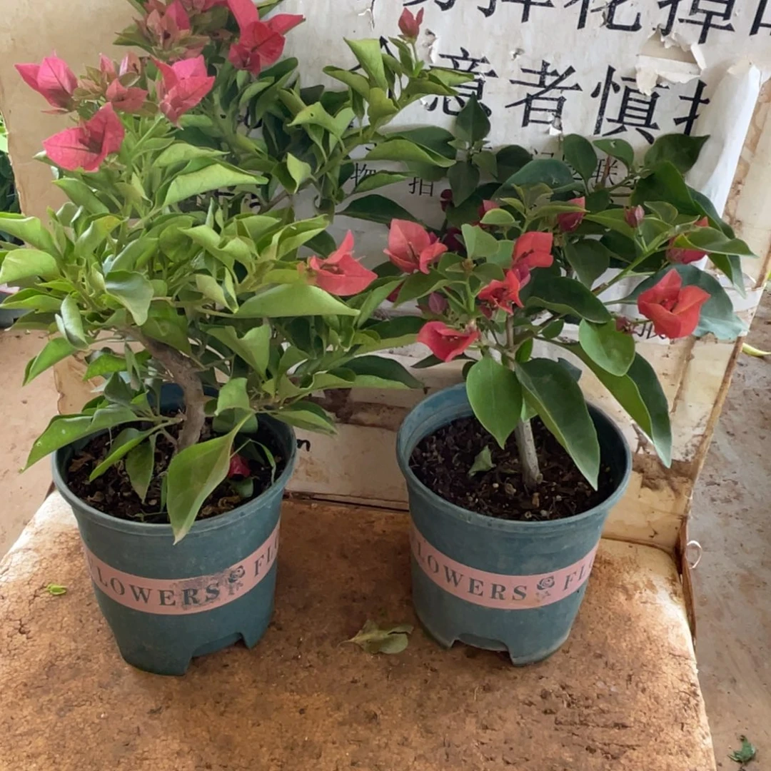 艾***家当前无花栽培后可以开花7-5095
