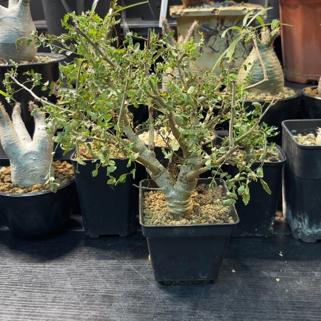 尼勒达乳香实生带盆土