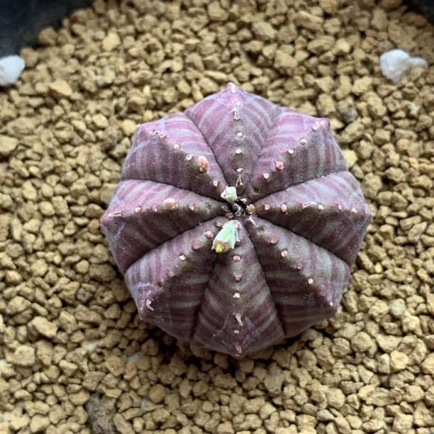 实生布纹球仙人球稀有多肉植物室内桌面盆栽好养